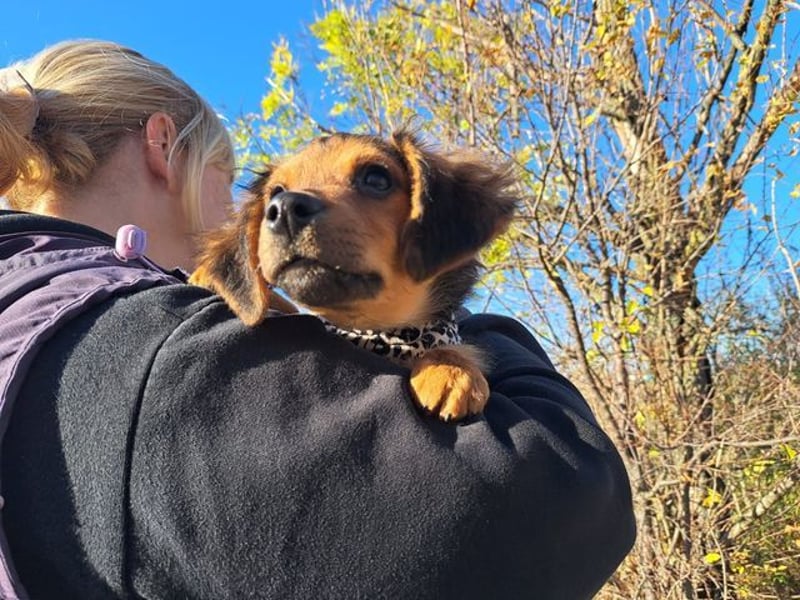 Little Browny, bezaubernder Clown, ca. 4 Monate, ca. 21 cm, ca. 3 kg *bald in 24340 Eckernförde*