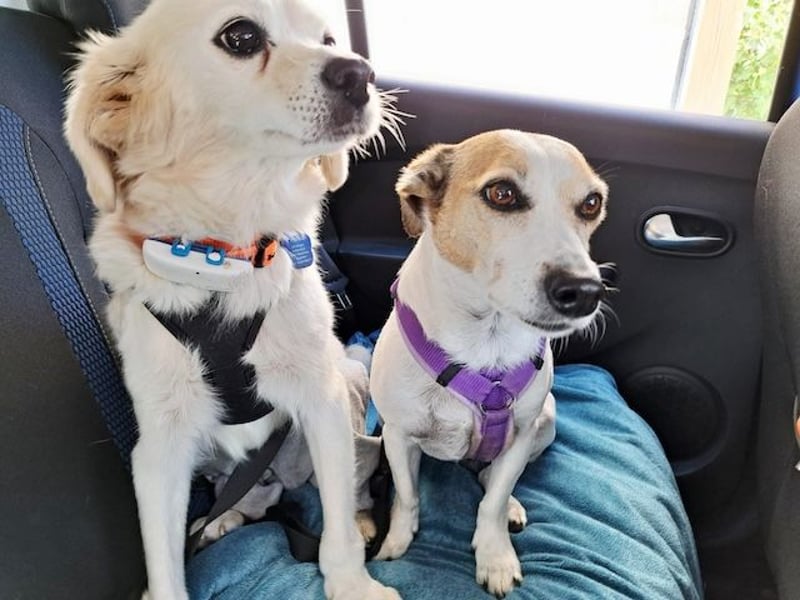 Emil, kleiner Herzenshund, ca. 14 Jahre, ca. 36cm, ca. 9kg *in 52457 Aldenhoven*