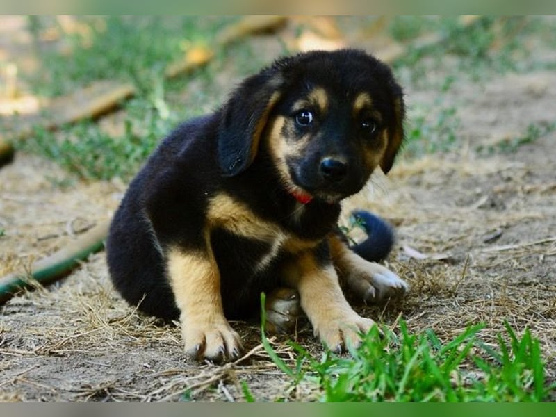 Faye, fröhliche Welpenmaus, ca. 3 Monate, ca. 38 cm, ca. 6kg