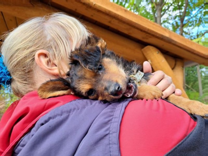 Little Browny, bezaubernder Clown, ca. 4 Monate, ca. 21 cm, ca. 3 kg *bald in 24340 Eckernförde*