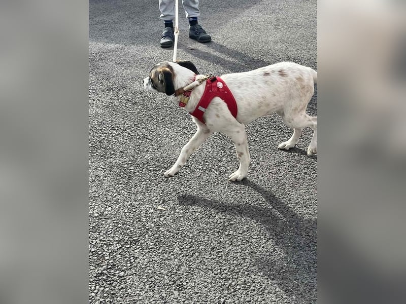 Vesna, liebevolle Zaubermaus, ca. 5 Monate, ca. 40 cm, ca. 9 kg