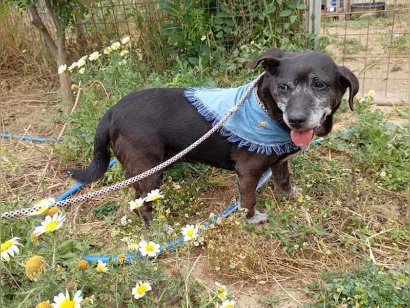 Small Ira, ruhige Hundeomi, ca. 15 Jahre, ca. 36 cm, ca. 14 kg