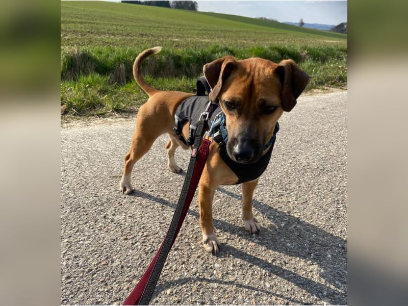 Rudolf, fröhlicher Hundemann, ca. 2 Jahre, ca. 30 cm, ca. 6 kg *in 84184 Tiefenbach*