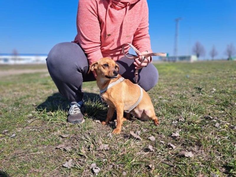 Amie, offene Begleiterin, ca. 2 Jahre, ca. 32 cm, ca. 7 kg