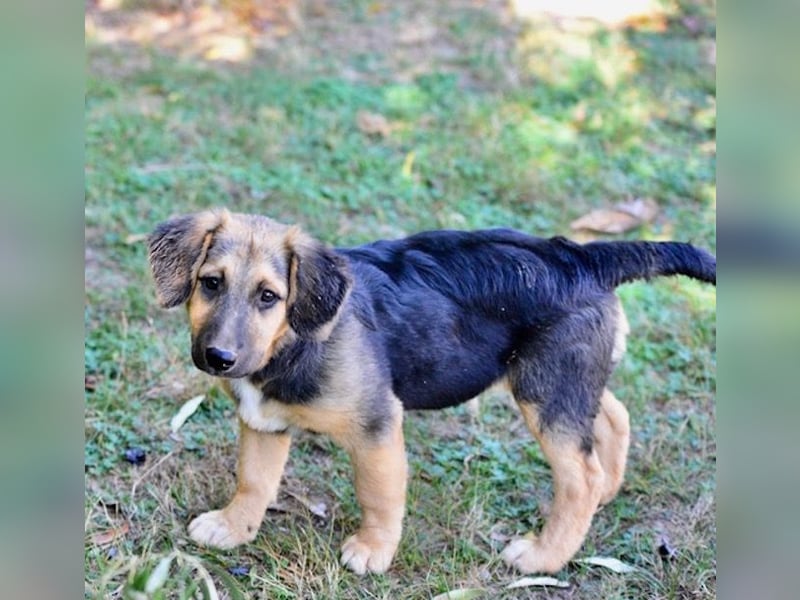 Faye, fröhliche Welpenmaus, ca. 3 Monate, ca. 38 cm, ca. 6kg