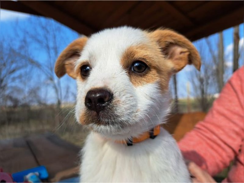 Ida, selbstbewusste Welpendame, ca. 2 Monate, ca. 22 cm, ca. 3 kg