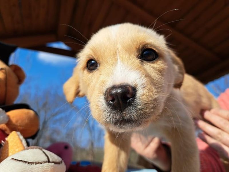 Frieda, sanfte Seele, ca. 2 Monate, ca. 22 cm, ca. 3 kg