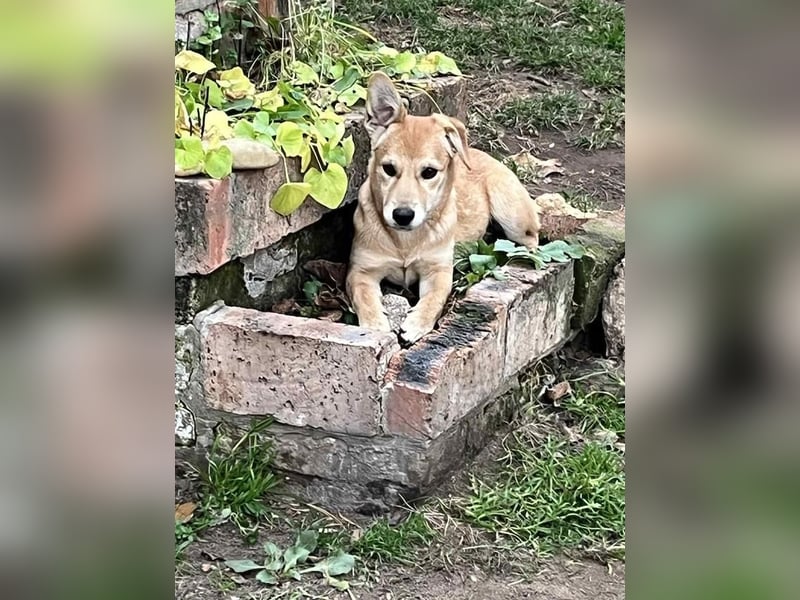 Stefi, angehende Herzensbrecherin, ca. 7 Monate, ca. 9 kg, ca. 40cm