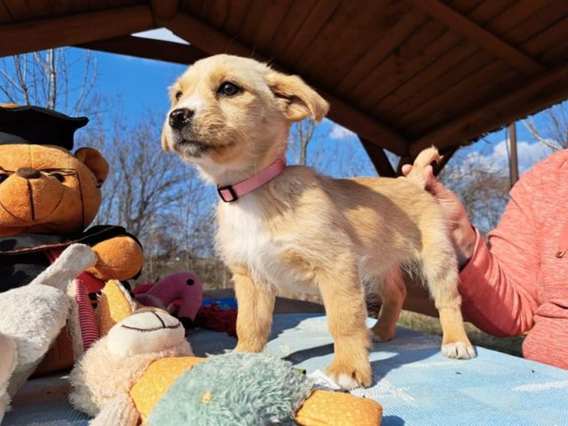 Frieda, sanfte Seele, ca. 2 Monate, ca. 22 cm, ca. 3 kg