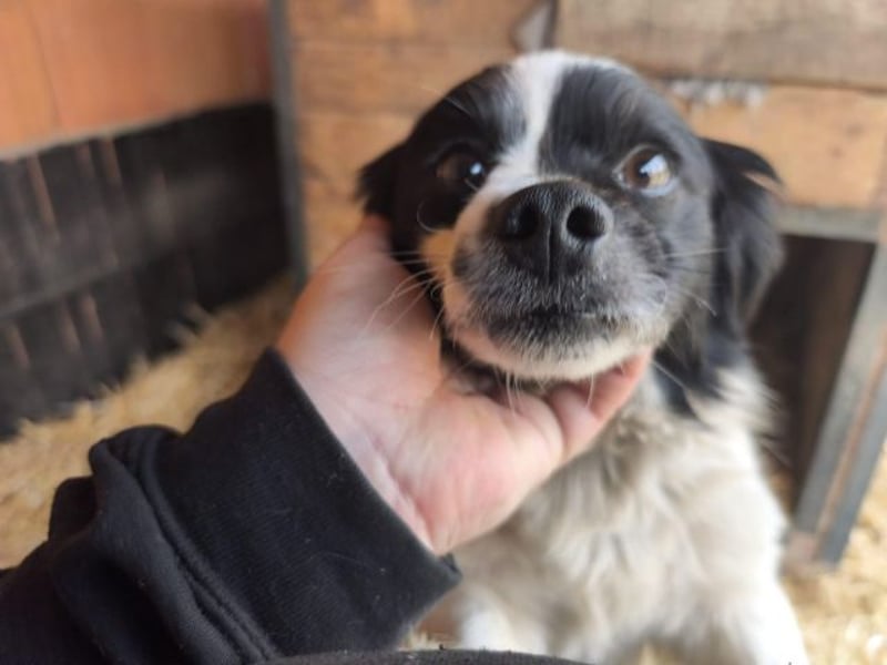 Ede, verschmuster kleiner Rüde, ca. 2 Jahre, ca. 32 cm, ca. 11 kg