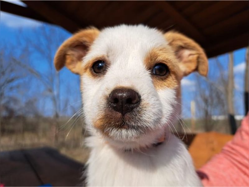 Ida, selbstbewusste Welpendame, ca. 2 Monate, ca. 22 cm, ca. 3 kg