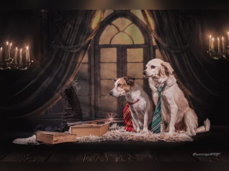 Ivan, kleiner Herzenshund, ca. 13 Jahre, ca. 36cm, ca. 9kg *in 52457 Aldenhoven*