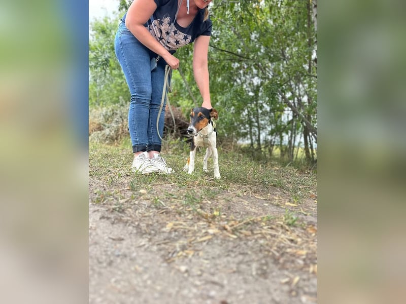Felix, verschmuster Glückspilz, ca. 1 Jahr, ca. 37cm, ca. 7kg *in 63110 Rodgau*