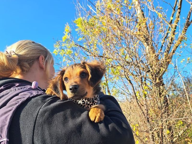 Little Browny, bezaubernder Clown, ca. 4 Monate, ca. 21 cm, ca. 3 kg *bald in 24340 Eckernförde*