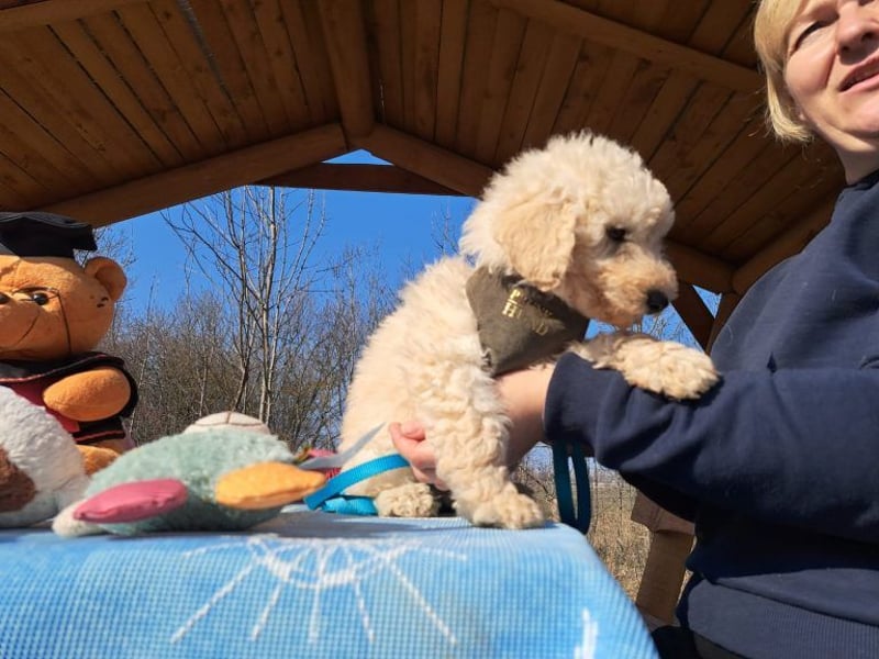 Louis, mutiger Welpe, ca. 3 Monate, ca. 22 cm, ca. 3 kg