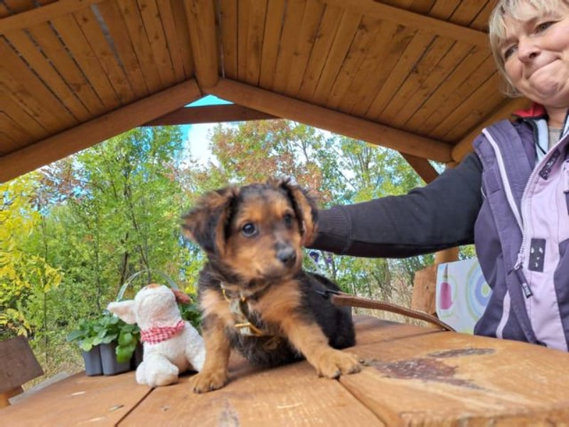 Little Browny, bezaubernder Clown, ca. 4 Monate, ca. 21 cm, ca. 3 kg *bald in 24340 Eckernförde*