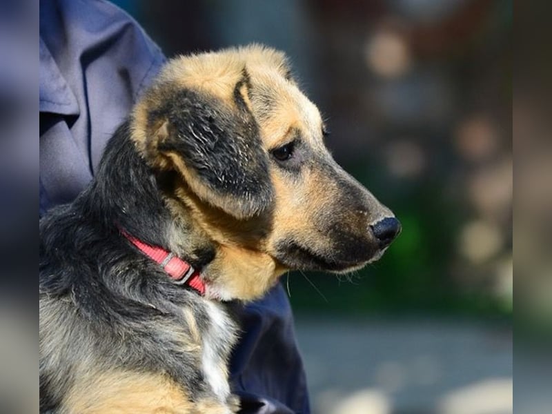 Faye, fröhliche Welpenmaus, ca. 3 Monate, ca. 38 cm, ca. 6kg