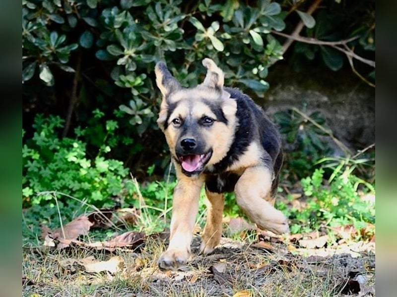 Faye, fröhliche Welpenmaus, ca. 3 Monate, ca. 38 cm, ca. 6kg