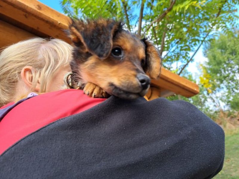 Little Browny, bezaubernder Clown, ca. 4 Monate, ca. 21 cm, ca. 3 kg *bald in 24340 Eckernförde*