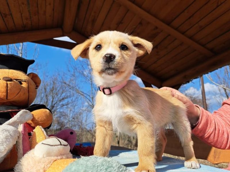 Frieda, sanfte Seele, ca. 2 Monate, ca. 22 cm, ca. 3 kg