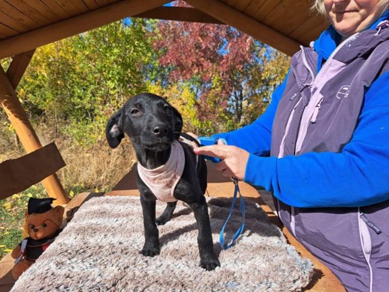 Malia, zuckersüßes Welpenmädchen, ca. 3 Monate, ca. 27 cm, ca. 5 kg