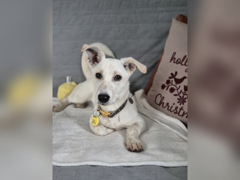 Bob, zurückhaltender Herzensbrecher, ca. 8 Monate, ca. 30cm, ca. 9kg *in 49326 Melle*