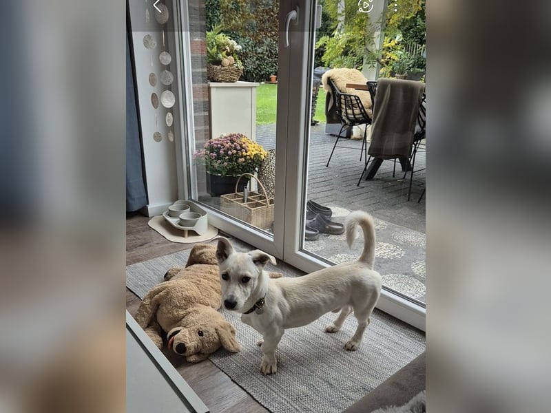 Bob, zurückhaltender Herzensbrecher, ca. 8 Monate, ca. 30cm, ca. 9kg *in 49326 Melle*