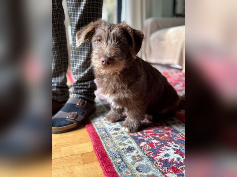 Marilyn, sanfte Welpenmaus, ca. 4 Monate, ca. 25 cm, ca. 6 kg *in 88299 Leutkirch*