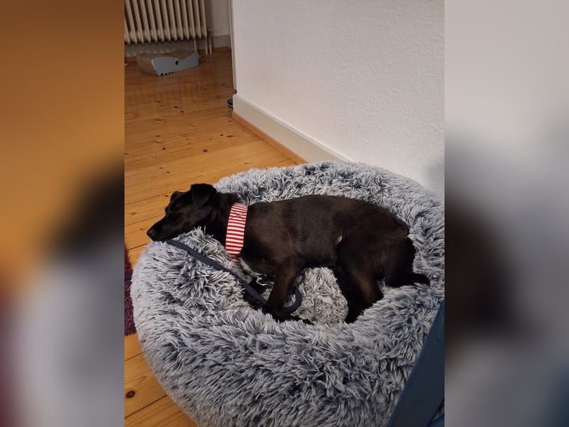 Hedike, sanfte Schönheit, ca. 2 Jahre, ca. 38 cm, ca. 10 kg *in 79585 Steinen*