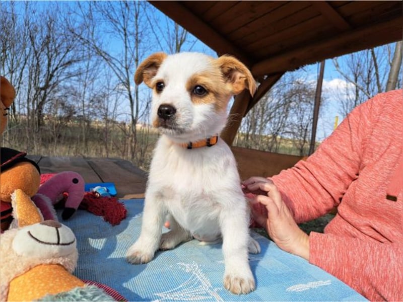 Ida, selbstbewusste Welpendame, ca. 2 Monate, ca. 22 cm, ca. 3 kg