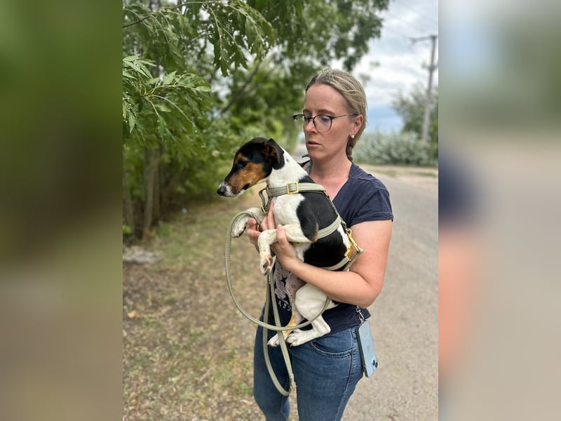 Felix, verschmuster Glückspilz, ca. 1 Jahr, ca. 37cm, ca. 7kg *in 63110 Rodgau*