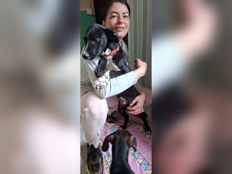 Pepe, lustiger Sonnenschein, ca. 5 Monate, ca. 39 cm, ca. 9 kg