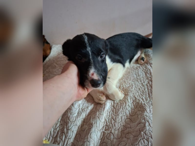 Hercegis, ca. 4 Monate, ca. 28 cm, ca 6 kg