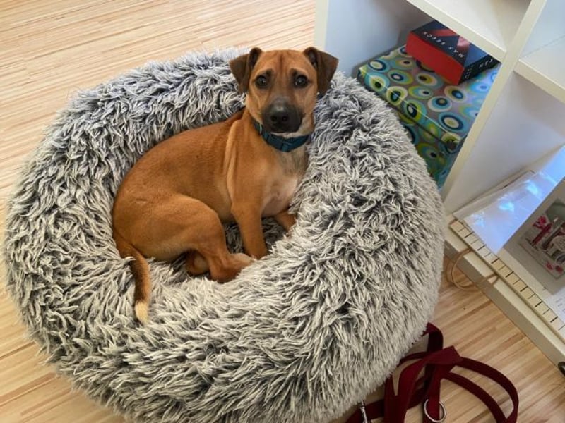 Rudolf, fröhlicher Hundemann, ca. 2 Jahre, ca. 30 cm, ca. 6 kg *in 84184 Tiefenbach*