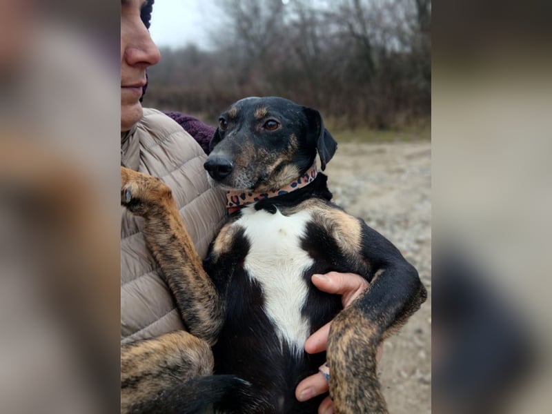 Csiki, fröhlicher Begleiter, ca. 2 Jahre, ca. 38 cm, ca. 12 kg *bald in 93047 Regensburg*