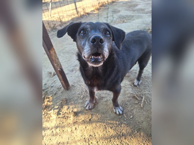 Small Ira, ruhige Hundeomi, ca. 15 Jahre, ca. 36 cm, ca. 14 kg