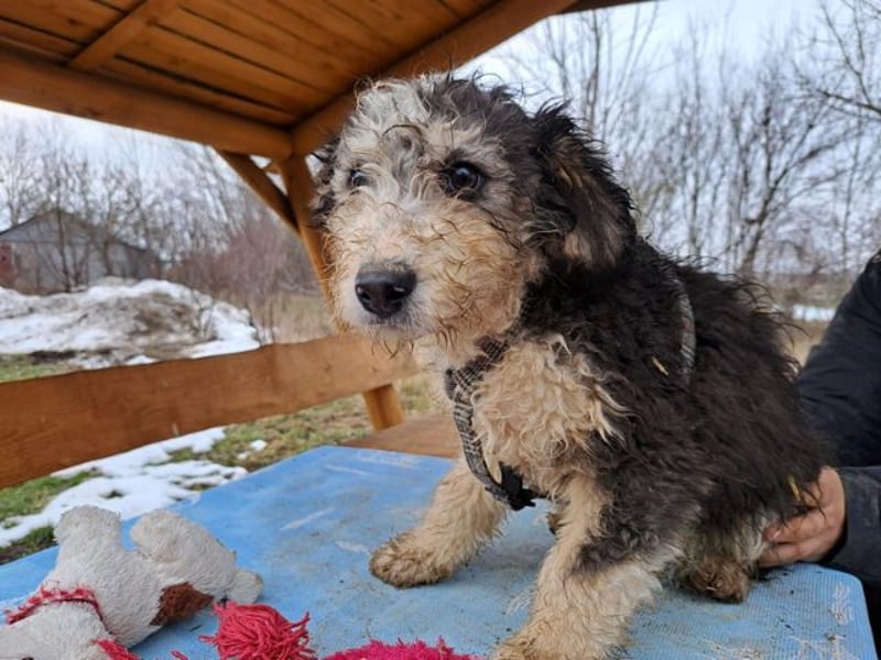 Marlon, zartes Seelchen, ca. 3 Monate, ca. 30 cm, ca. 7 kg