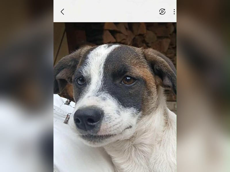 Vesna, liebevolle Zaubermaus, ca. 5 Monate, ca. 40 cm, ca. 9 kg