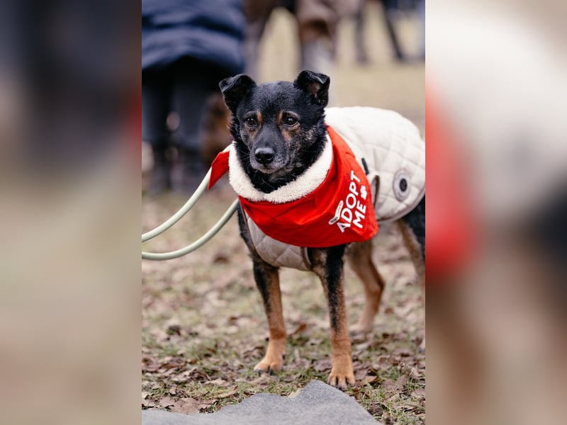 Dante, liebenswerter Rüde, ca. 7 Jahre, ca. 12 kg, ca. 40 cm *in 83024 Rosenheim*