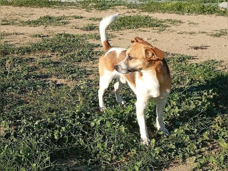 Minimi, selbstbewusstes Energiebündel, ca. 2 Jahre, ca. 30 cm, ca. 5 kg