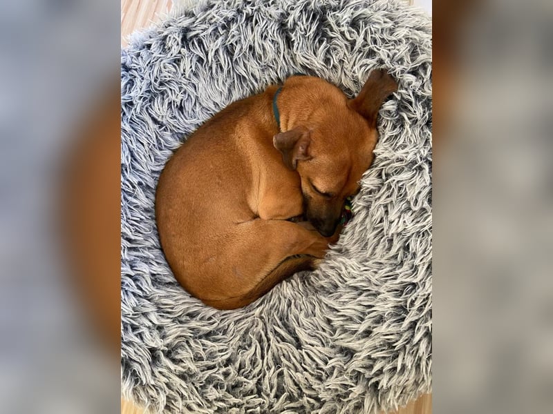 Rudolf, fröhlicher Hundemann, ca. 2 Jahre, ca. 30 cm, ca. 6 kg *in 84184 Tiefenbach*