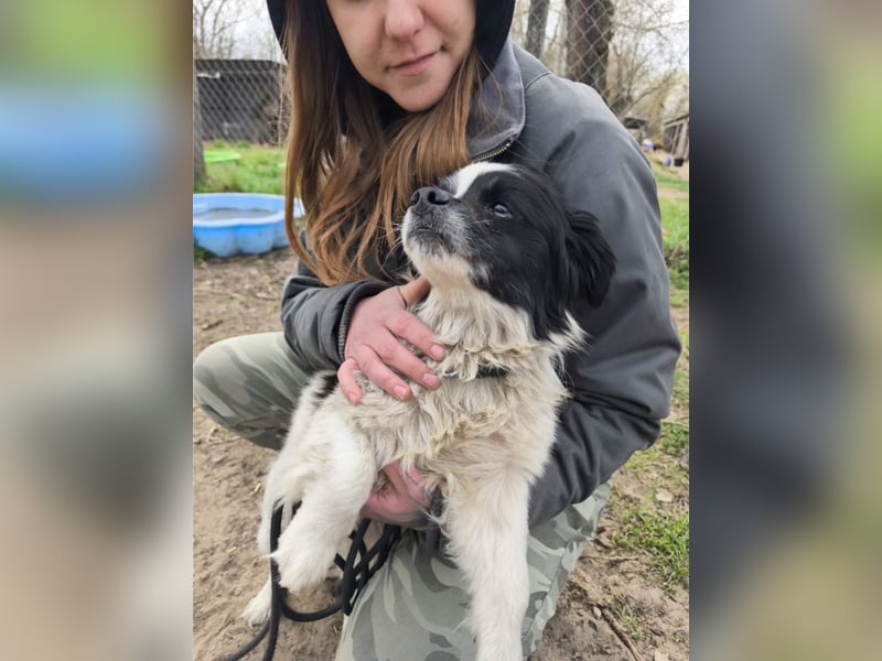 Ede, verschmuster kleiner Rüde, ca. 2 Jahre, ca. 32 cm, ca. 11 kg