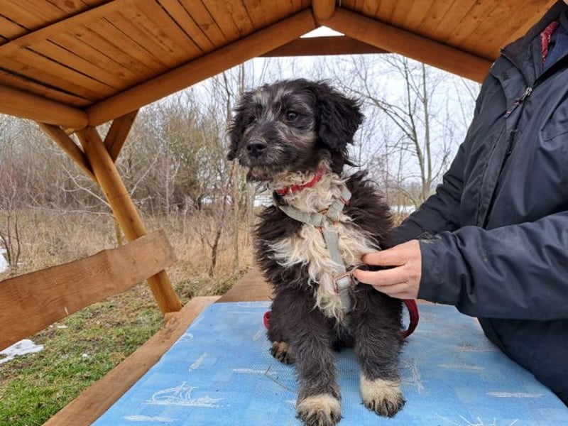 Movita, kleiner Sonnenschein, ca. 3 Monate, ca. 30 cm, ca. 8 kg