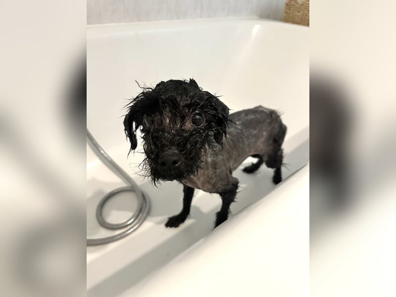 Karla, besondere Herzenshündin, ca. 4 Jahre, ca. 4 kg *in 80687 München*