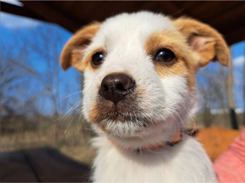 Ida, selbstbewusste Welpendame, ca. 2 Monate, ca. 22 cm, ca. 3 kg