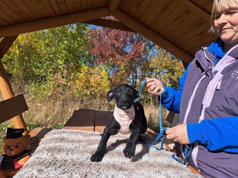 Malia, zuckersüßes Welpenmädchen, ca. 3 Monate, ca. 27 cm, ca. 5 kg