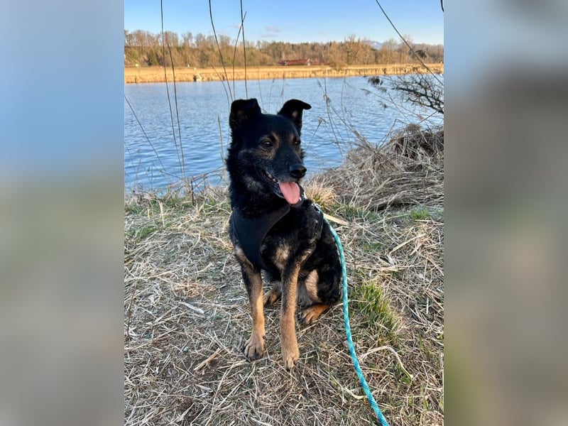 Dante, liebenswerter Rüde, ca. 7 Jahre, ca. 12 kg, ca. 40 cm *in 83024 Rosenheim*