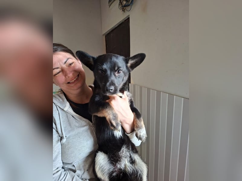 Pöfi, liebevolles Herzchen, ca. 8 Monate, ca. 28 cm, ca. 10 kg