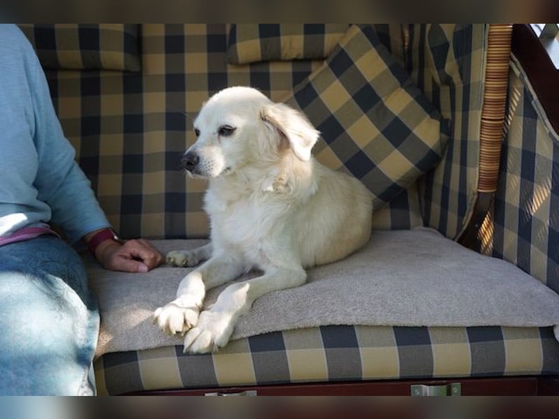 Ivan, kleiner Herzenshund, ca. 13 Jahre, ca. 36cm, ca. 9kg *in 52457 Aldenhoven*