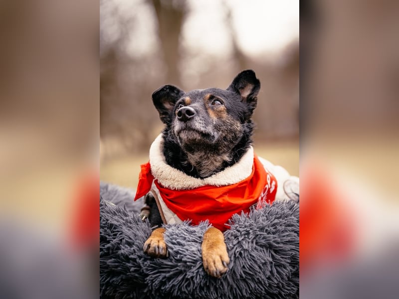 Dante, liebenswerter Rüde, ca. 7 Jahre, ca. 12 kg, ca. 40 cm *in 83024 Rosenheim*